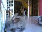 Lily - Beveren Rabbit