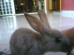 Lily - Beveren Rabbit