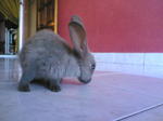 Lily - Beveren Rabbit