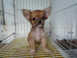 Boo's pic posted by his pet trader online.  It was love @ first sight. :)