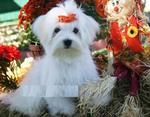 Liya - Maltese Dog