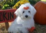 Liya - Maltese Dog