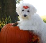 Liya - Maltese Dog