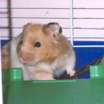 Hamham - Syrian / Golden Hamster Hamster