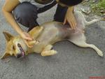 Roxy getting a belly rub