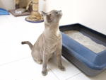 Daisy Mama Cat - Domestic Short Hair + Siamese Cat