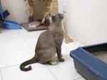 Daisy Mama Cat - Domestic Short Hair + Siamese Cat