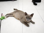 Daisy Mama Cat - Domestic Short Hair + Siamese Cat