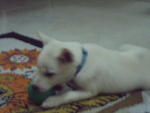 Lucky - Spitz Dog