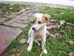 Patches - Mixed Breed Dog