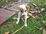 Patches - Mixed Breed Dog