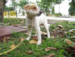 Patches - Mixed Breed Dog