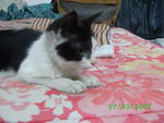 Patches - Domestic Short Hair Cat