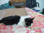 Patches - Domestic Short Hair Cat