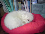 Bryan - Poodle Dog