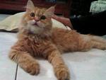 Aphrodite. (A-fro-dy-tee) - Persian + Domestic Medium Hair Cat