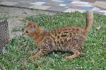 Vergin Bengal Dot Spot - Bengal Cat