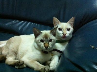 Xiao Bai And Baby - Domestic Short Hair Cat