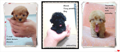 3 Superstar ~~ T-cup , Tiny , Toy  - Poodle Dog