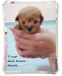 3 Superstar ~~ T-cup , Tiny , Toy  - Poodle Dog