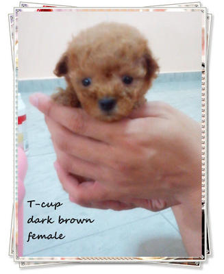 Dark Brown T-cup - Poodle Dog