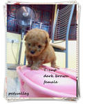 Dark Brown T-cup - Poodle Dog