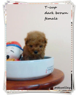 Dark Brown T-cup Poodle~ - Poodle Dog