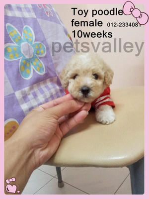 Cream Toy Poodle~ - Poodle Dog