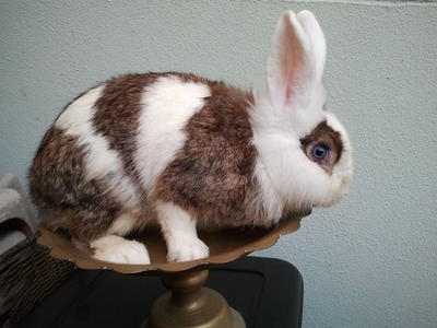 Matured Rabbits - Buck - Angora Rabbit + Lionhead Rabbit