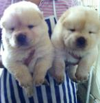 Cream Chow Chow  For Sale - Chow Chow Dog