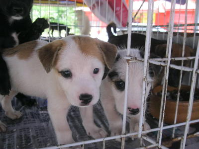 Swee Ling &amp; Swee Lan - Mixed Breed Dog