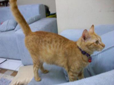 Markonah - Domestic Short Hair Cat