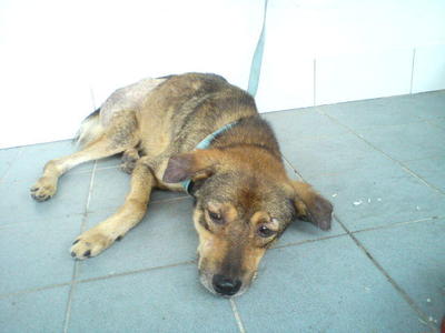 Viva - Mixed Breed Dog