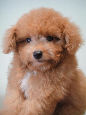 Toy Poodle (Red &amp; Apricot) With Mka - Poodle Dog