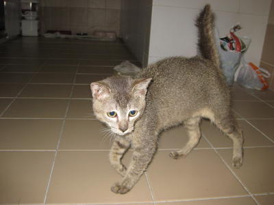 Mee Oww!(Sayang) - Domestic Short Hair Cat