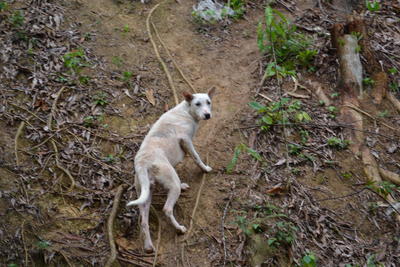 ♥stray Dogs♥ - Mixed Breed Dog