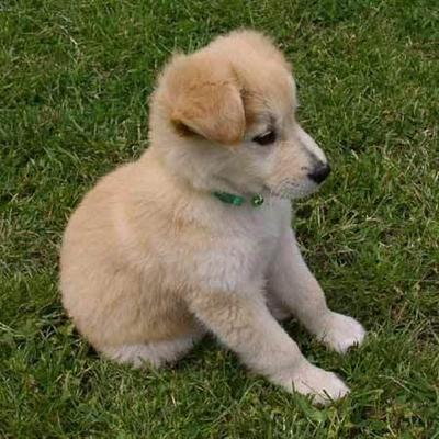 ♥lucky♥ - Golden Retriever Mix Dog