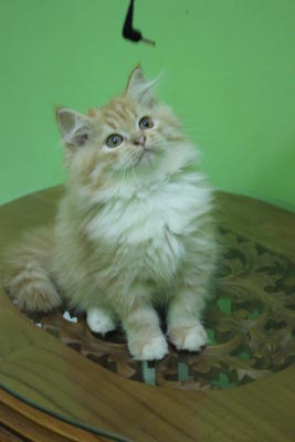 Persian Kitten - Persian Cat