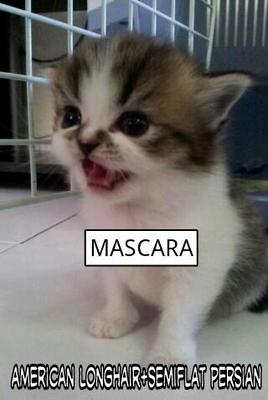 Mascara - Persian Cat