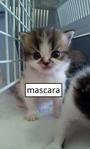 Mascara - Persian Cat