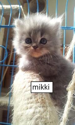 Mikki - Persian + Himalayan Cat