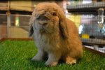 Holland Harley - Holland Lop Rabbit