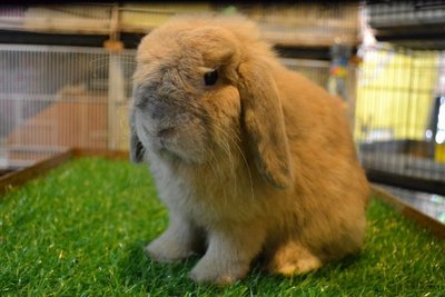 Holland Harley - Holland Lop Rabbit