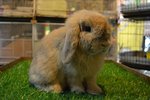 Holland Harley - Holland Lop Rabbit