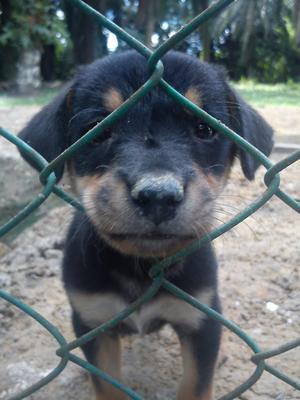 Bear Bear~~ - Mixed Breed Dog