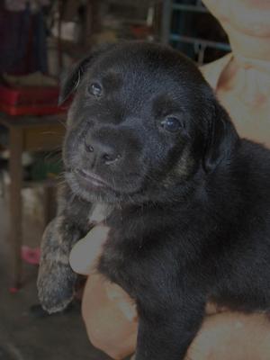 Billy, Milly &amp; Dilly - Mixed Breed Dog