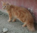 Sa Rang - Domestic Medium Hair Cat