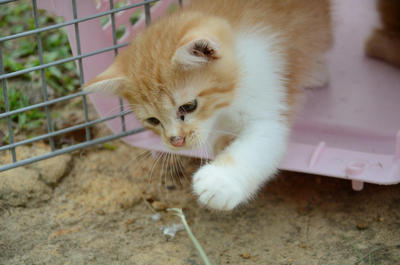 Sa Tang - Domestic Short Hair Cat