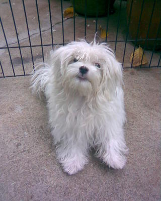 Maltese Pupies - Maltese Dog