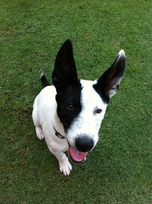 Marco - Terrier Mix Dog